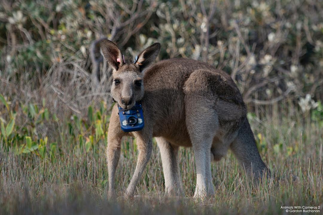 假如动物会摄影 II Animals with Cameras II