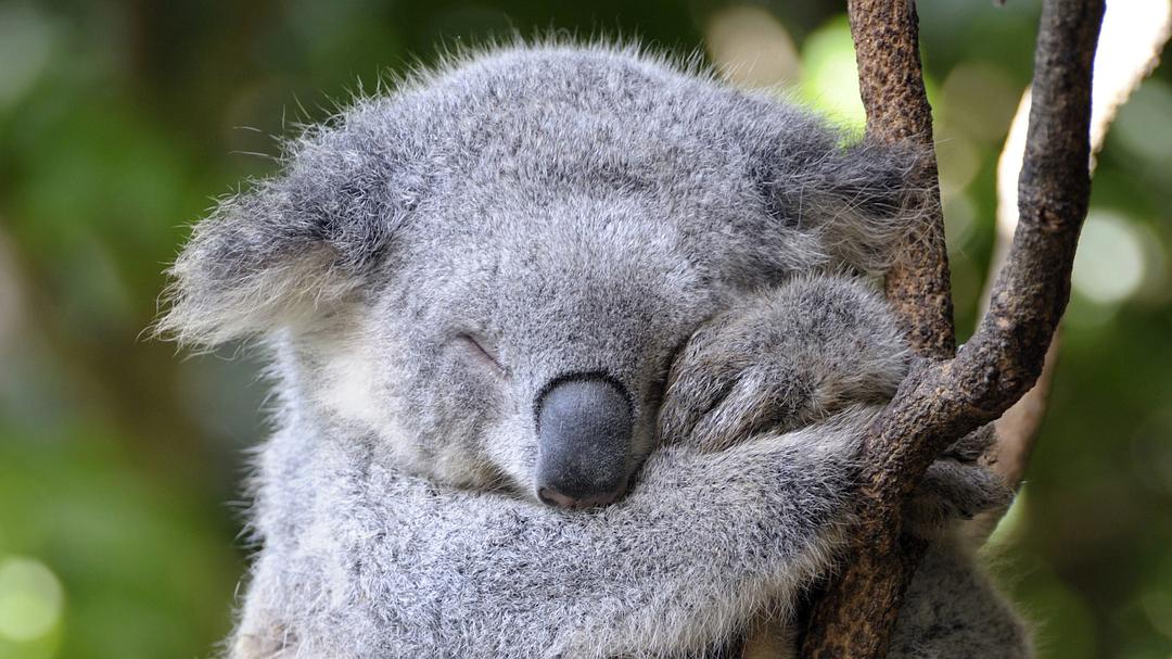 假如动物会摄影 II Animals with Cameras II