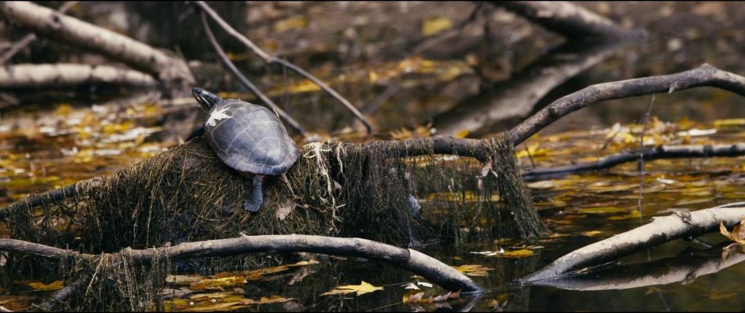 与我同行 Walk with Me