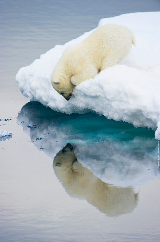 北极 To the Arctic 3D