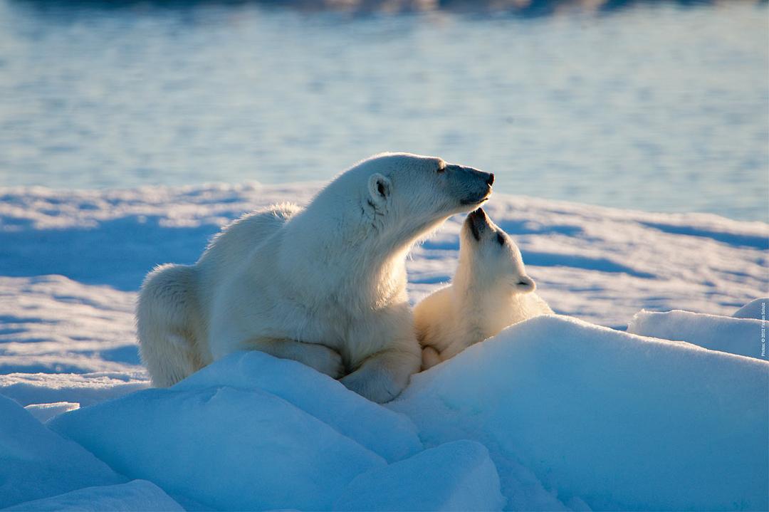 北极 To the Arctic 3D