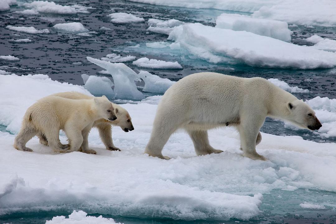 北极 To the Arctic 3D