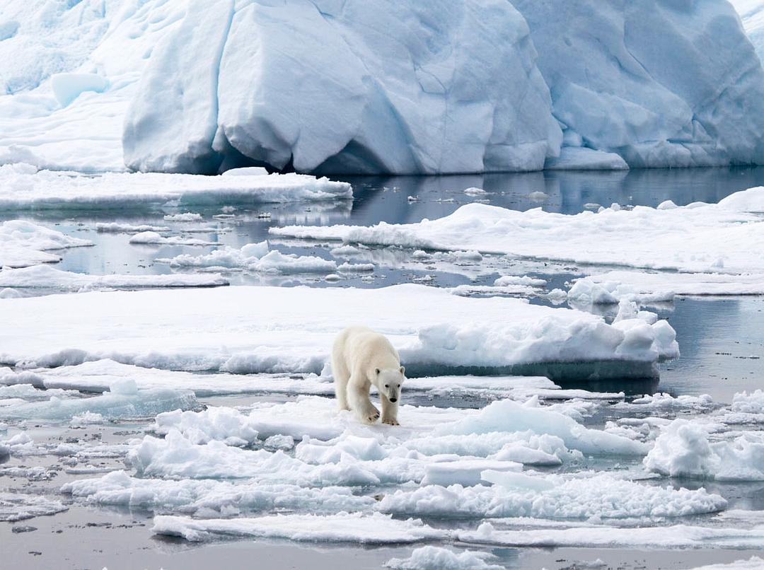 北极 To the Arctic 3D