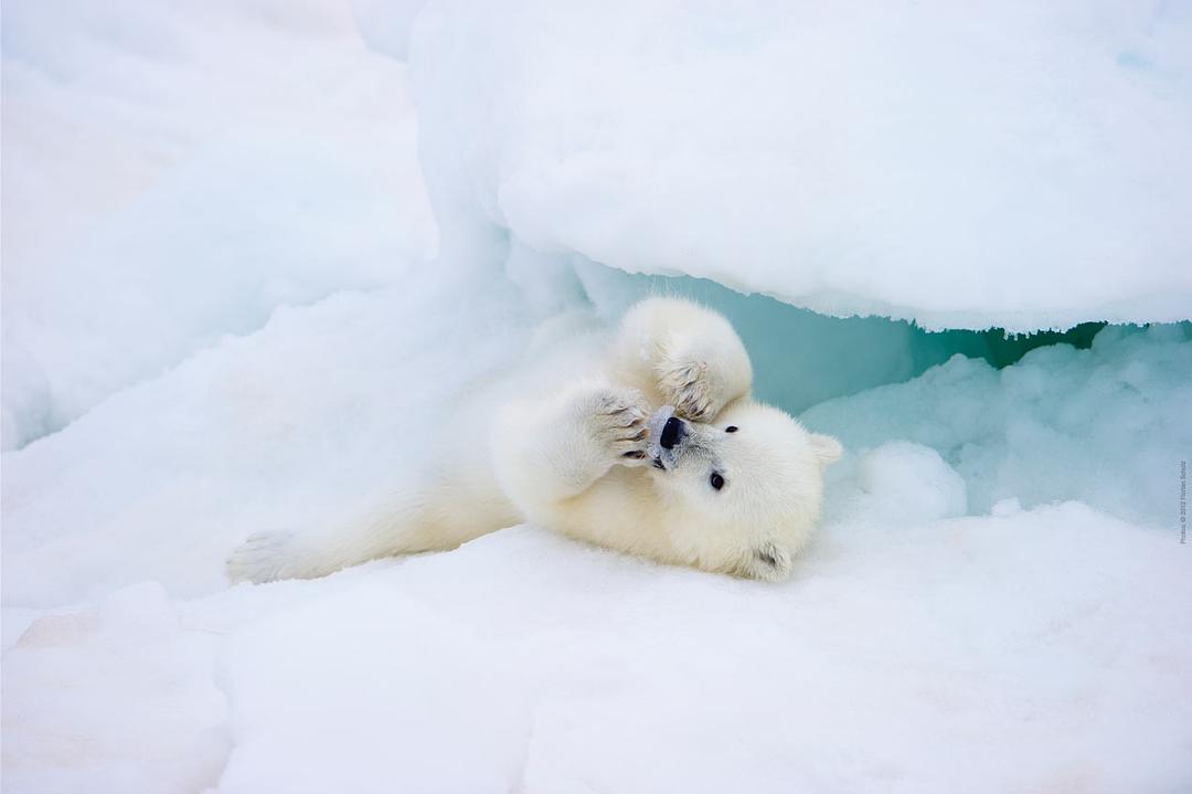 北极 To the Arctic 3D