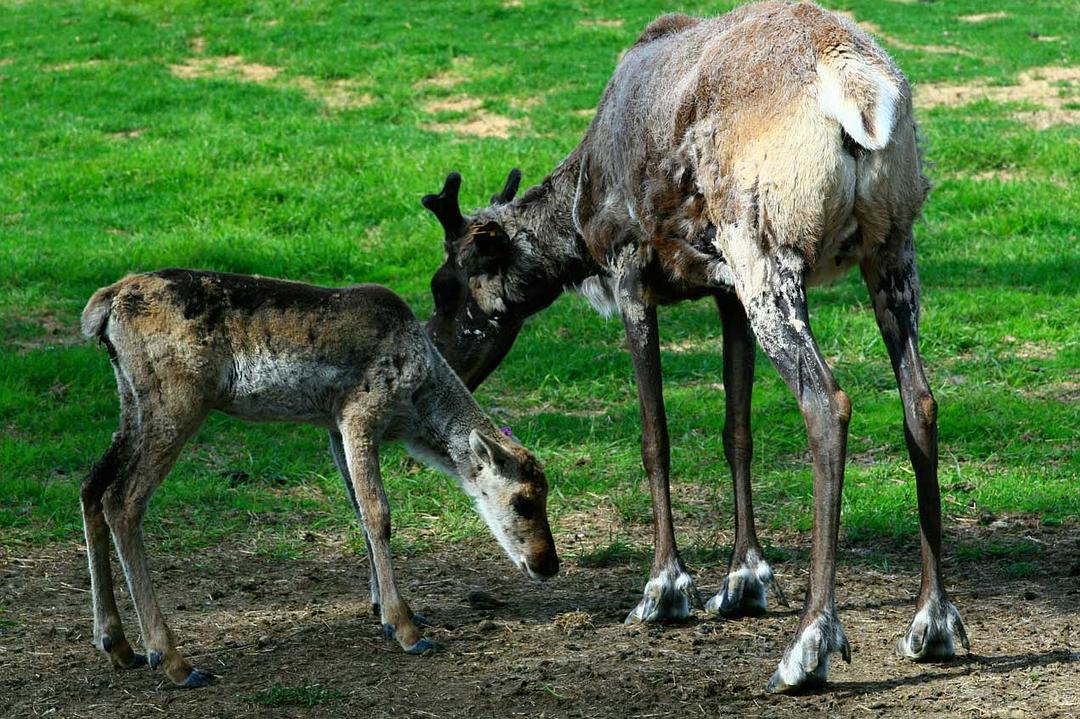 北极 To the Arctic 3D