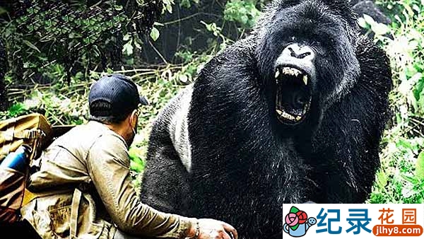 冒死野生动物实验纪录片《狼叔荒野探险》第2季合100集中字 4K/1080P高清纪录片资源百度云盘下载