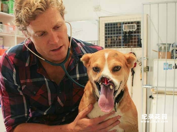 拯救动物纪录片《邦迪宠物医院》第3季中字 1080P高清自媒体解说素材百度云盘下载