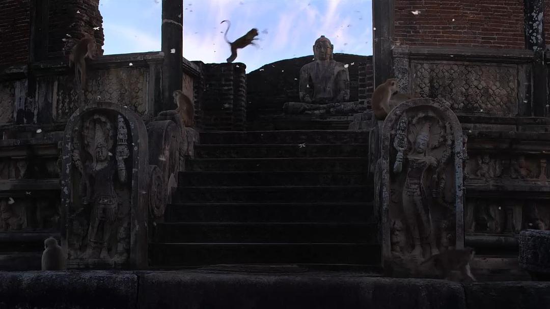 猴子王国 Monkey Kingdom