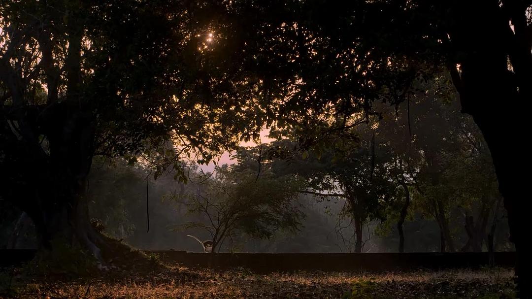 猴子王国 Monkey Kingdom