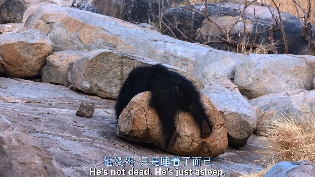 猴子王国 Monkey Kingdom