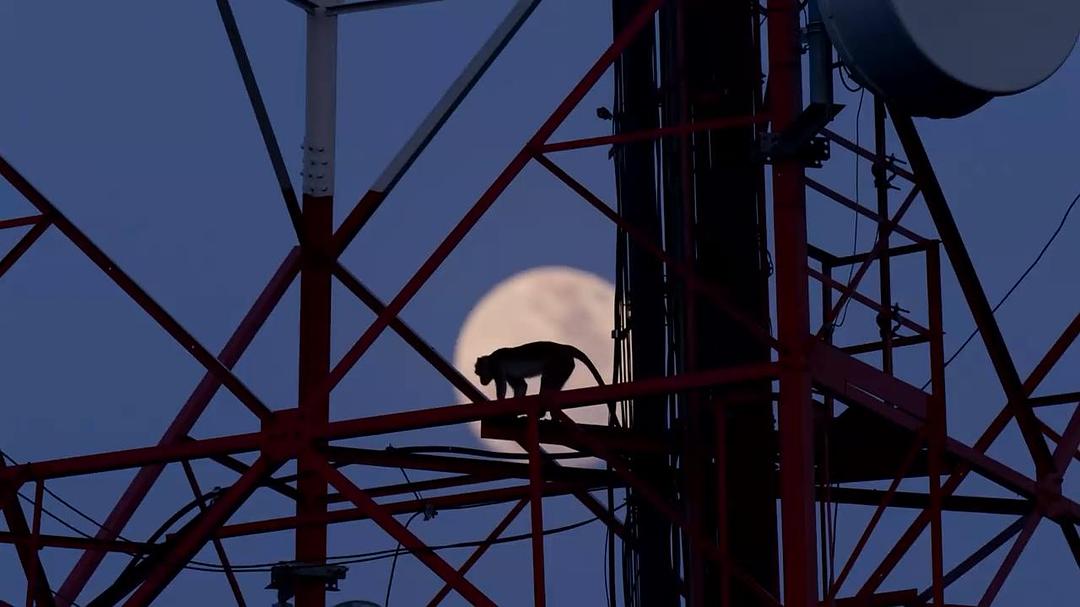 猴子王国 Monkey Kingdom