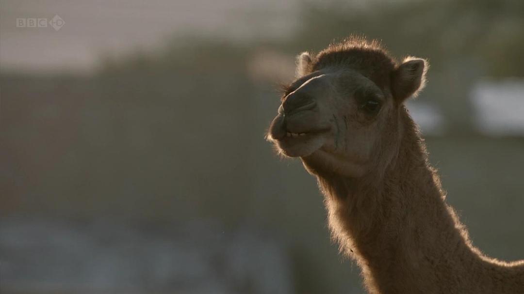 狂野阿拉伯 Wild Arabia