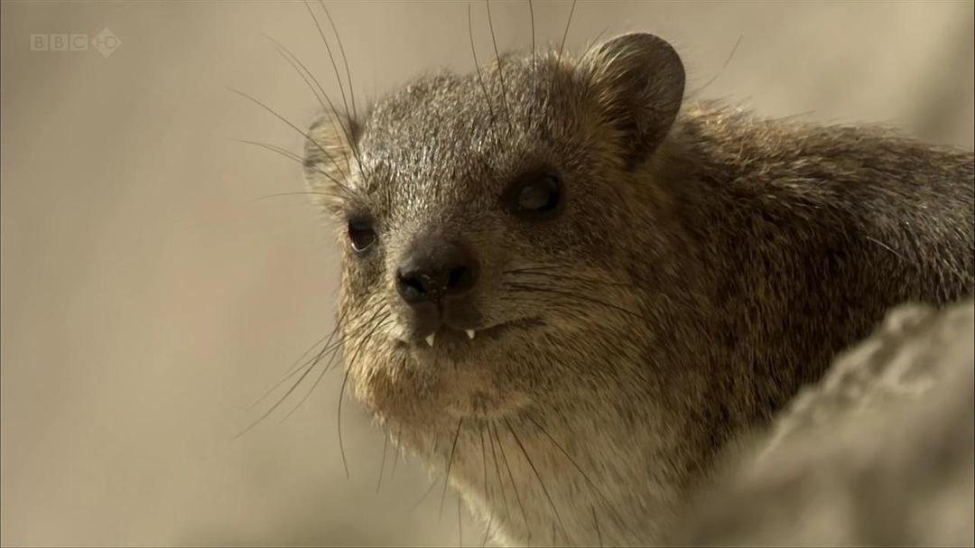 狂野阿拉伯 Wild Arabia