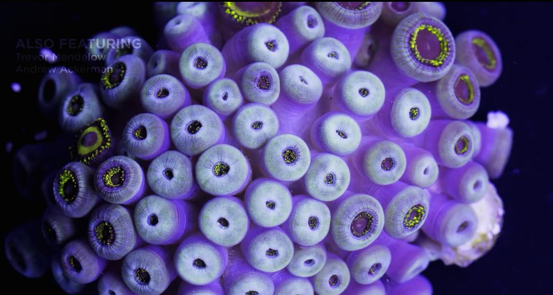 追逐珊瑚 Chasing Coral