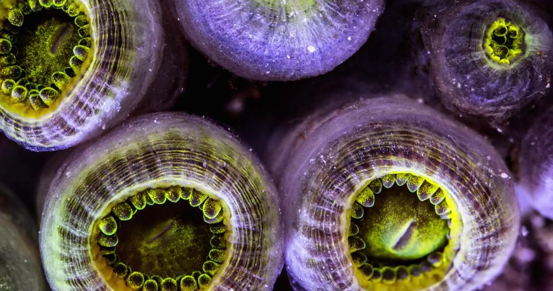 追逐珊瑚 Chasing Coral