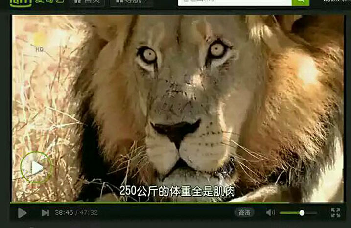 雌雄争霸战 Battle of the Sexes: in the Animal World