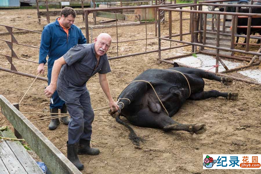 国家地理妙手兽医纪录片《动物神医 The Incredible Dr.Pol》第20季全12集中字 纪录片解说素材百度云盘下载 1080/MKV/28.8G