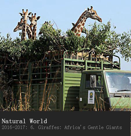 长颈鹿：非洲的温柔巨人 Natural World – Giraffes: Africa's Gentle Giants