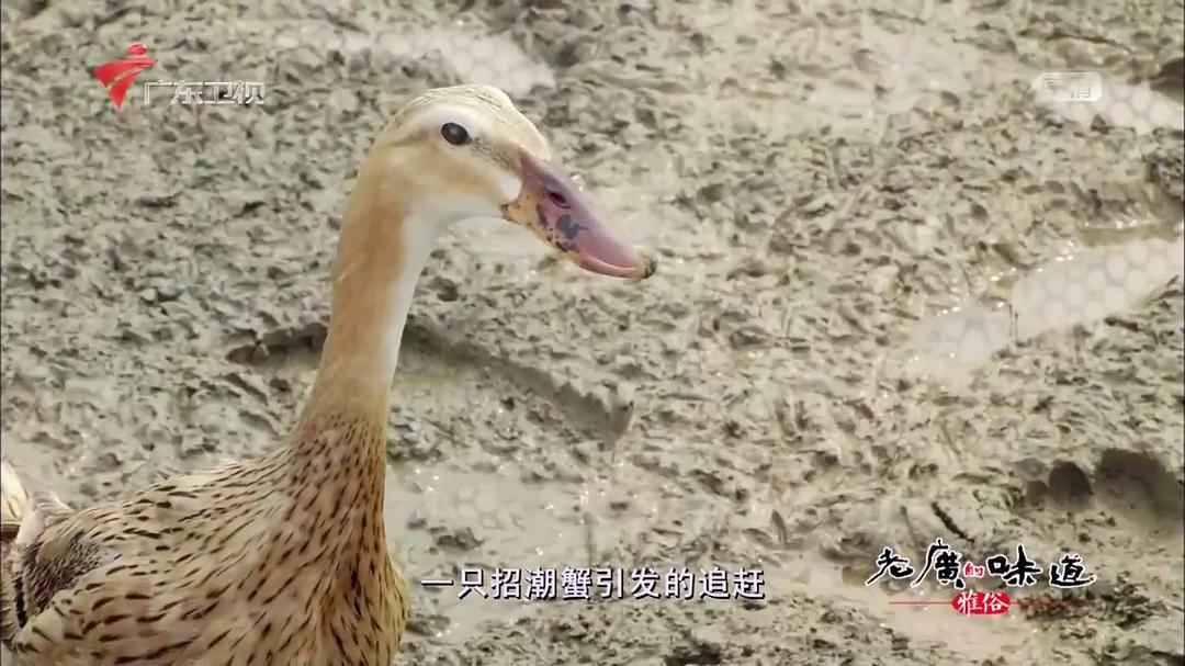 老广的味道 第三季