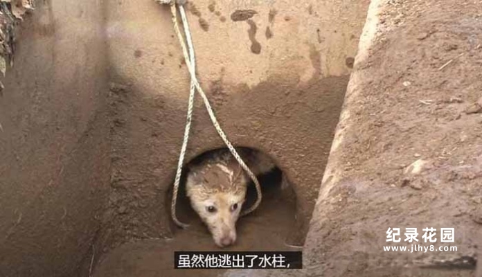 趣味动物行为纪录片《TV动物农场 精选完整版》第3季中字 1080高清纪录片解说素材百度云盘下载