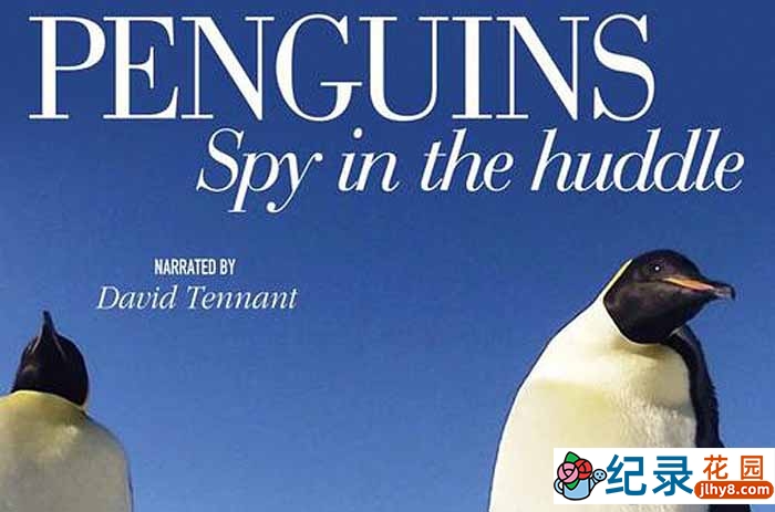 BBC动物间谍纪录片《企鹅群里有特务 Penguins: Spy in the Huddle》全3集 720P/1080i高清纪录片百度云下载