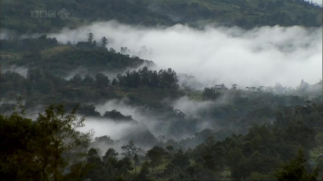 自然世界：天堂之鸟 Natural World: Birds of Paradise