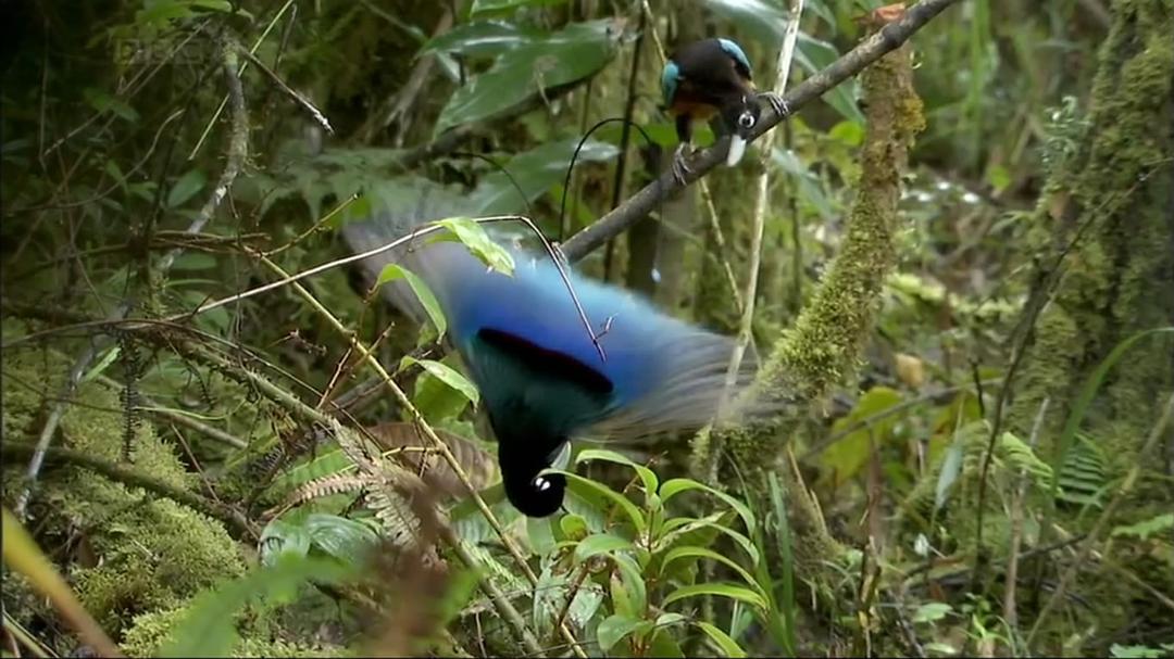 自然世界：天堂之鸟 Natural World: Birds of Paradise