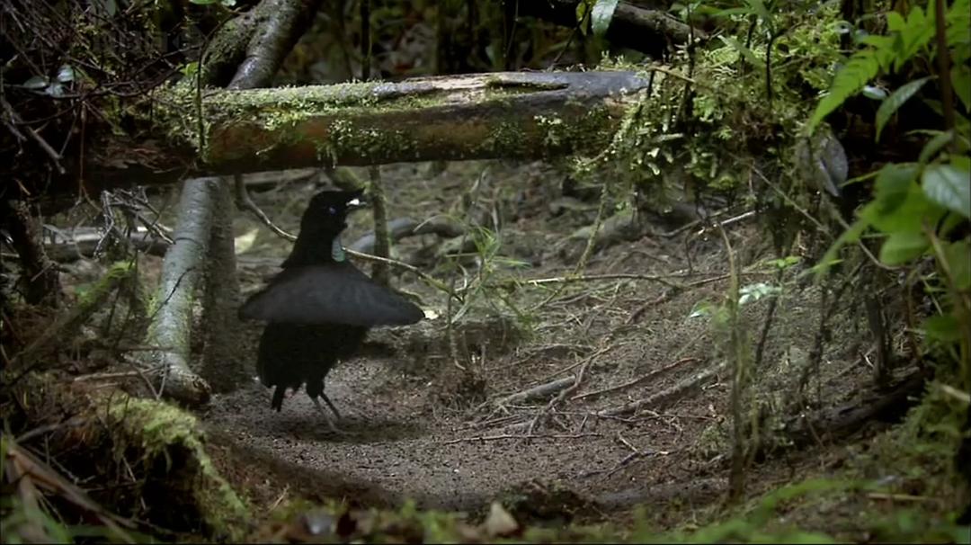自然世界：天堂之鸟 Natural World: Birds of Paradise