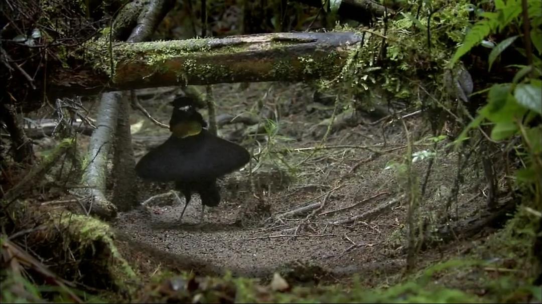 自然世界：天堂之鸟 Natural World: Birds of Paradise