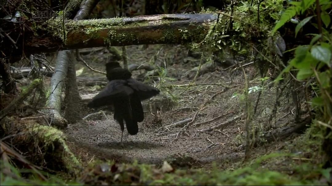 自然世界：天堂之鸟 Natural World: Birds of Paradise