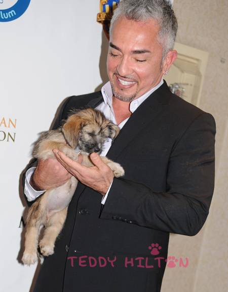 狗语者 第一季 Dog Whisperer with Cesar Millan Season 1
