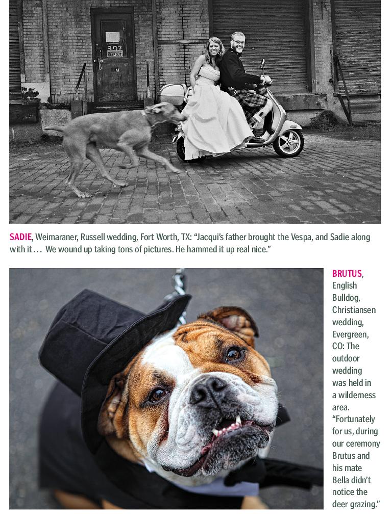 狗语者 第一季 Dog Whisperer with Cesar Millan Season 1