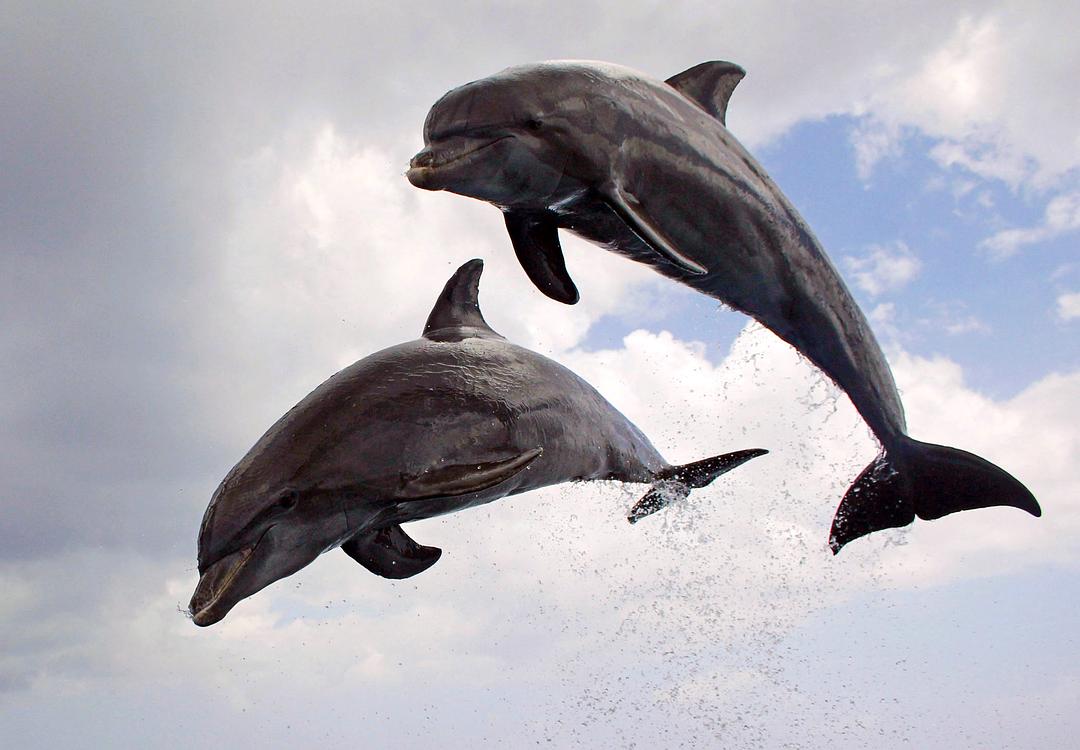 卧底海豚帮 Dolphins – Spy in the Pod