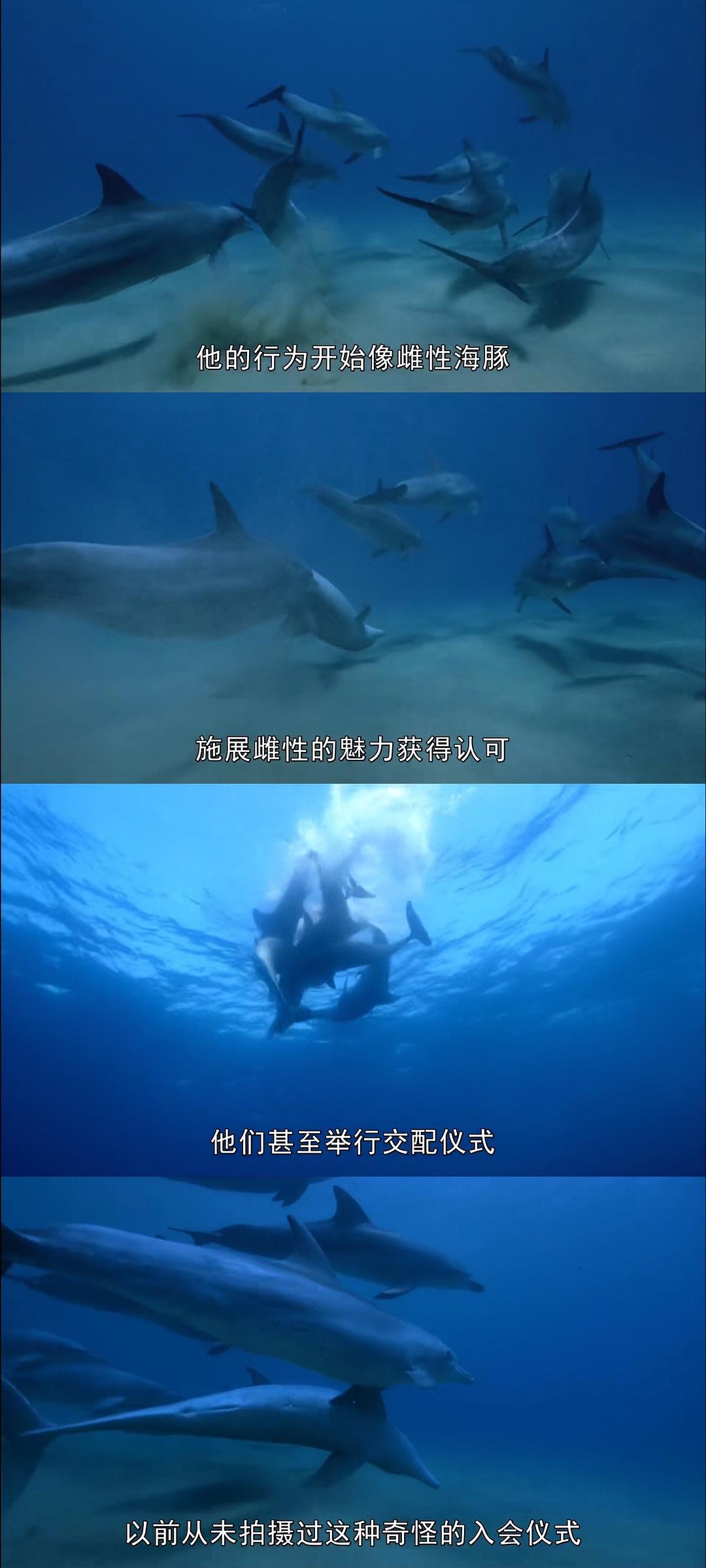 卧底海豚帮 Dolphins – Spy in the Pod