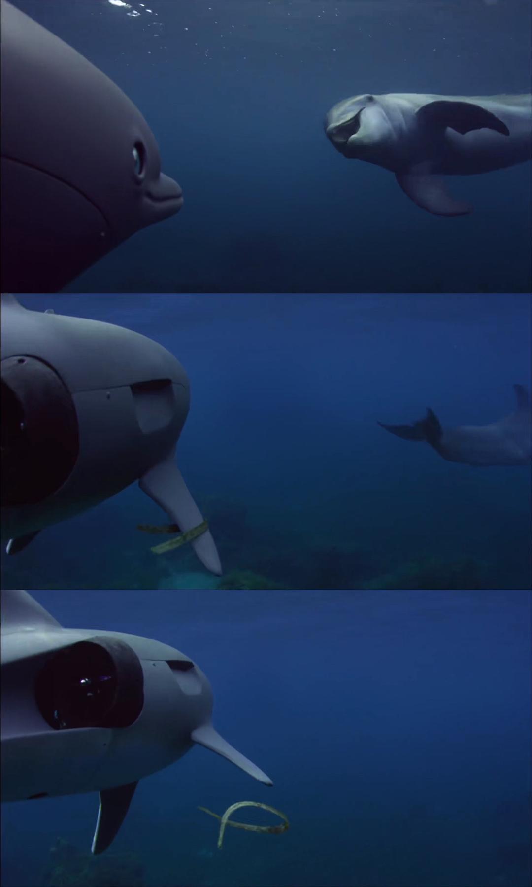 卧底海豚帮 Dolphins – Spy in the Pod