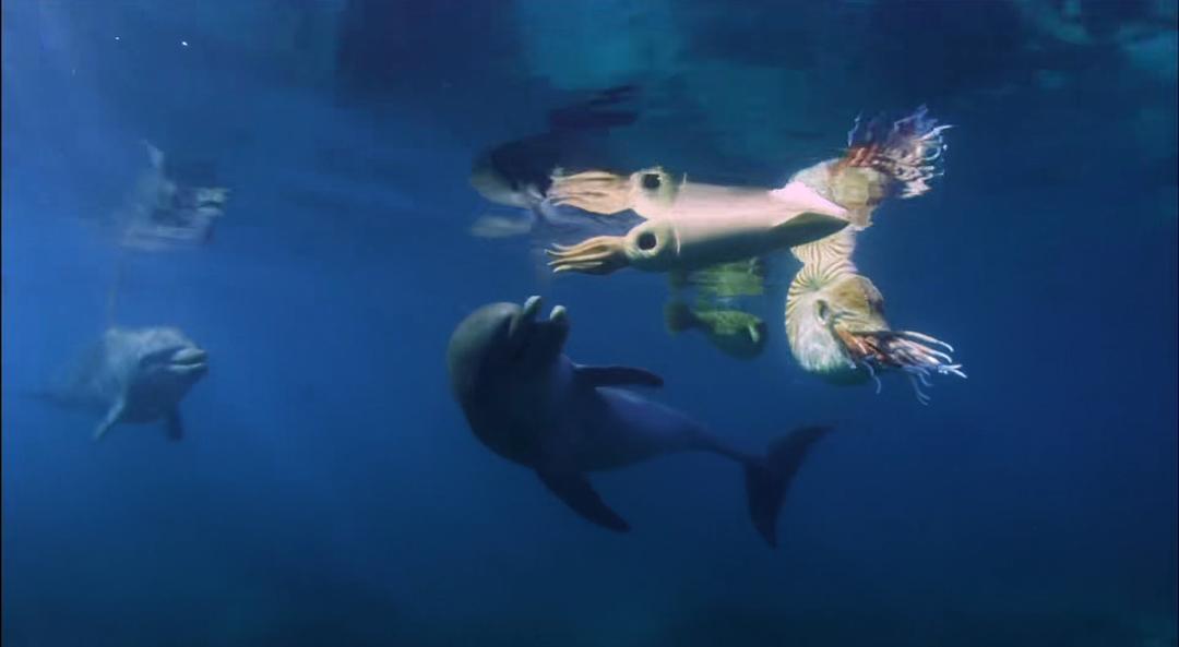 卧底海豚帮 Dolphins – Spy in the Pod