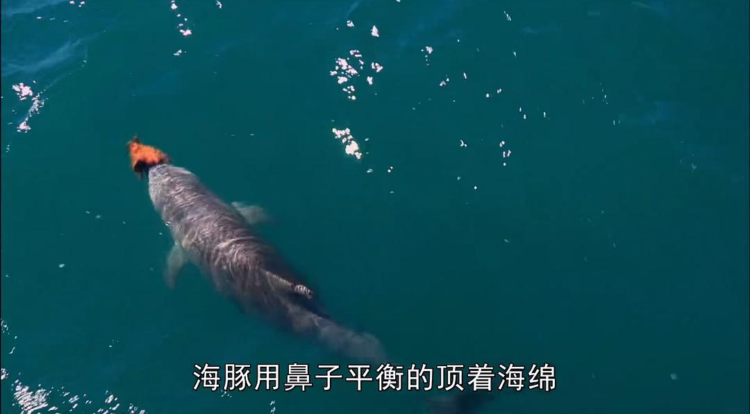 卧底海豚帮 Dolphins – Spy in the Pod