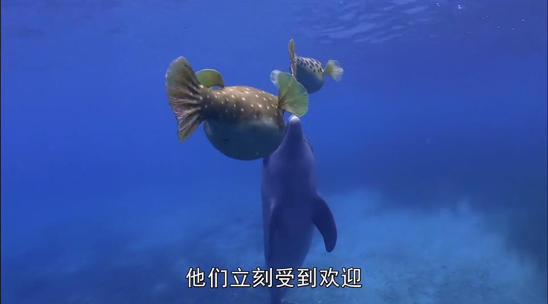 卧底海豚帮 Dolphins – Spy in the Pod