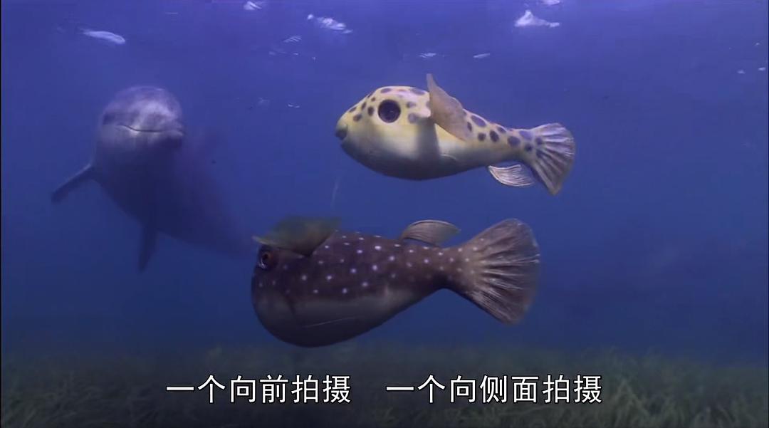 卧底海豚帮 Dolphins – Spy in the Pod
