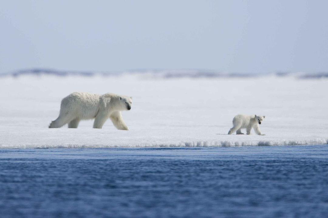 北极故事 Arctic Tale