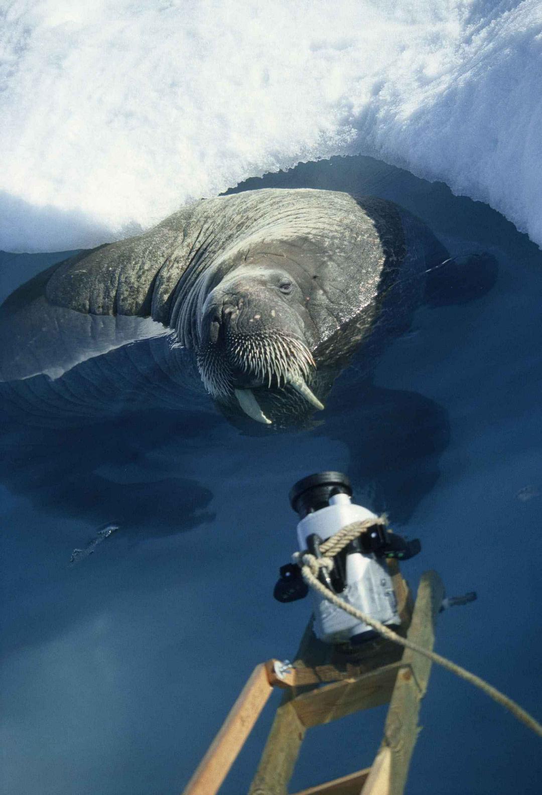 北极故事 Arctic Tale