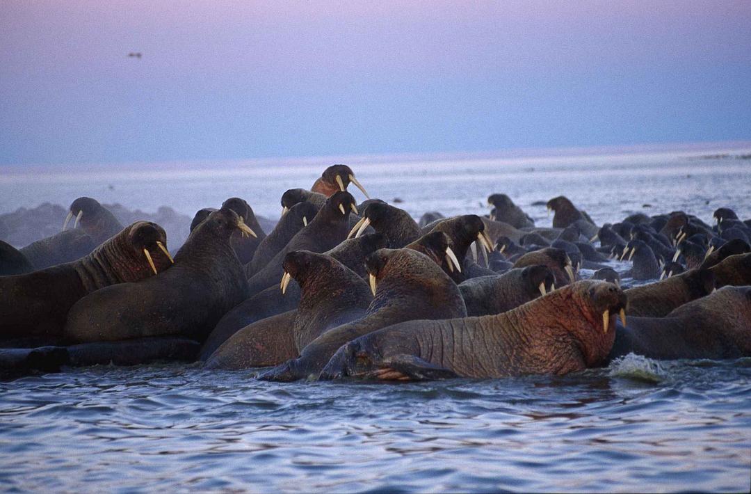 北极故事 Arctic Tale