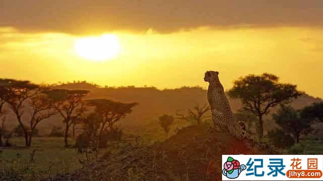 BBC自然生态纪录片《塞伦盖蒂 Serengeti》全6集 720P/1080i高清纪录片资源百度云盘下载