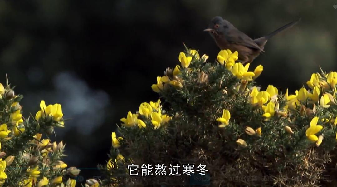 野外奇境年鉴 A Year in the Wild