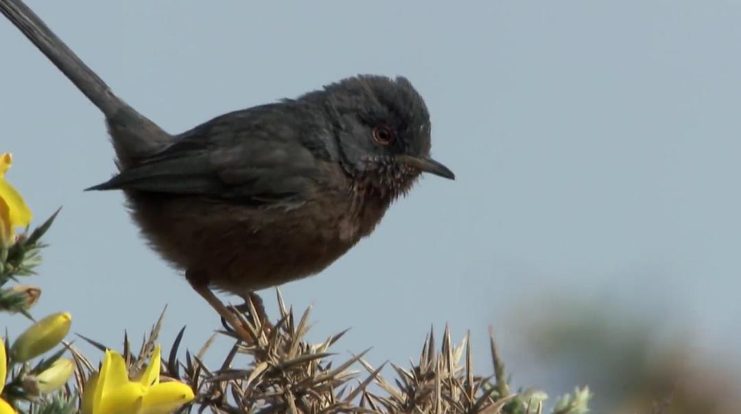 野外奇境年鉴 A Year in the Wild