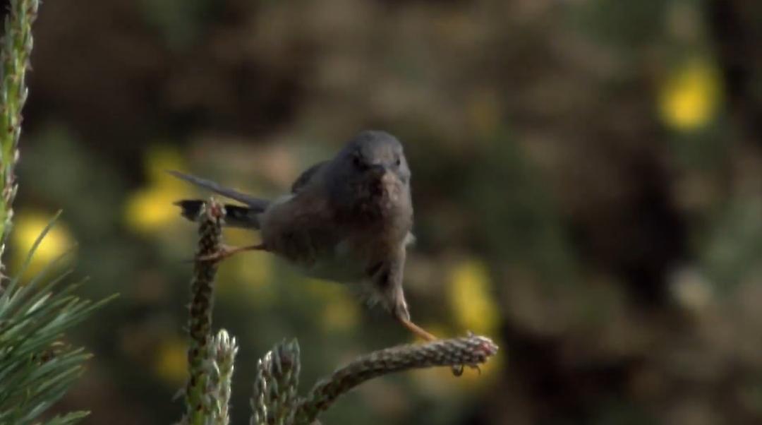 野外奇境年鉴 A Year in the Wild