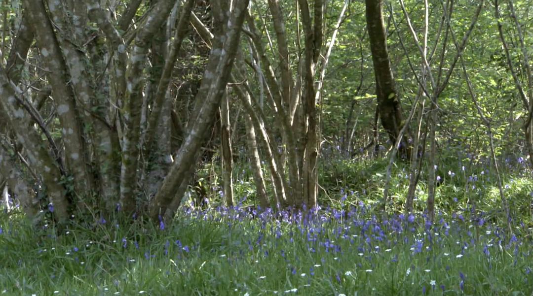 野外奇境年鉴 A Year in the Wild