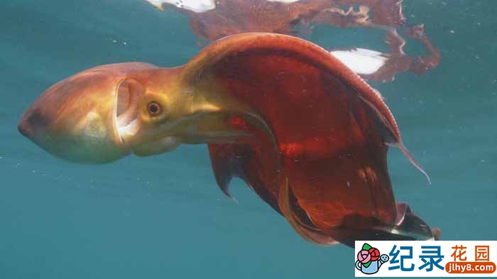 海洋生物纪录片《海洋王国 Kingdom of the Oceans》全4集 720P/1080i高清纪录片资源百度云盘下载