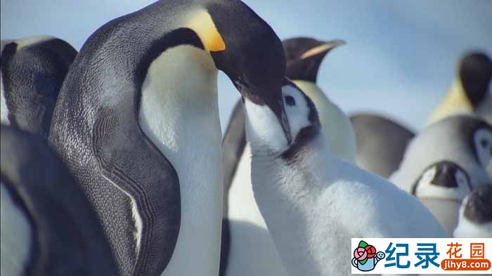 海洋生物纪录片《海洋王国 Kingdom of the Oceans》全4集 720P/1080i高清纪录片资源百度云盘下载