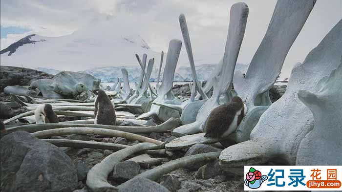 海洋生物纪录片《海洋王国 Kingdom of the Oceans》全4集 720P/1080i高清纪录片资源百度云盘下载